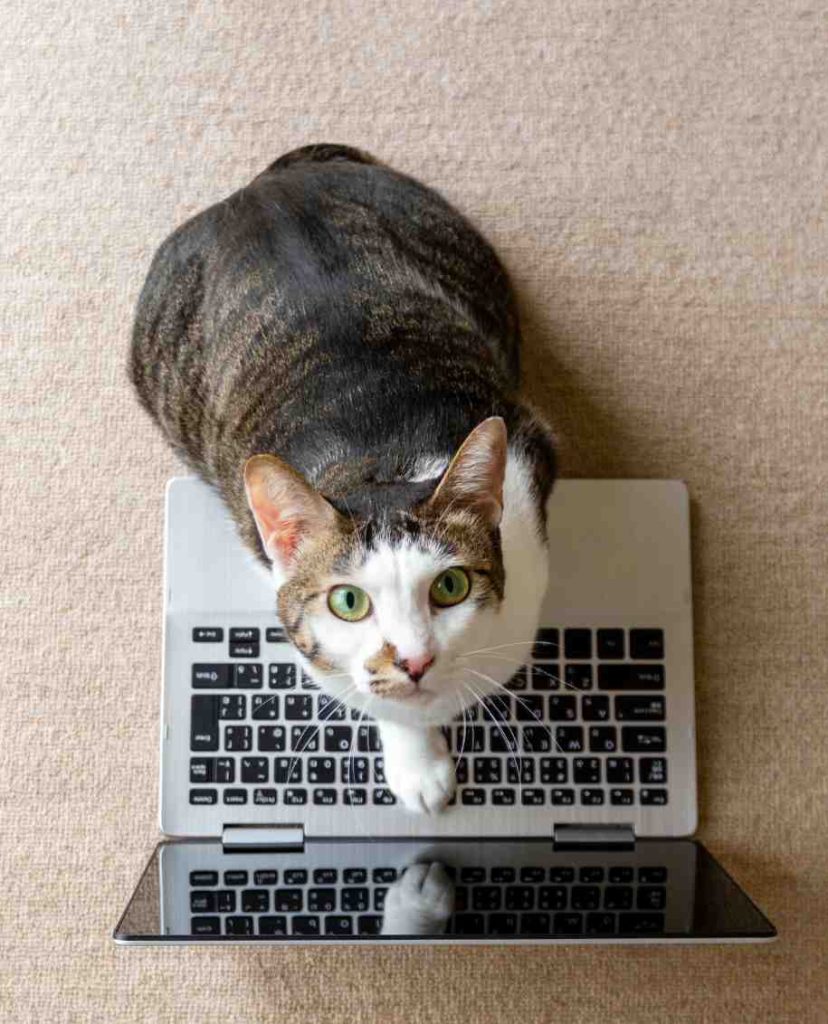Cat using computer and staring at camera