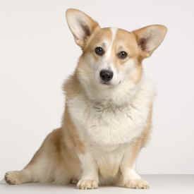 Welsh Corgis For Adoption Photo Cardigan welsh corgi dog for adoption