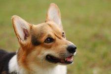 Cardigan Welsh Corgi Rehoming
