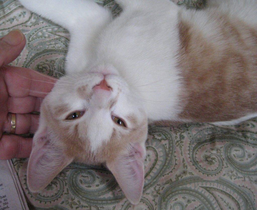Charlie - adorable orange tabby cat for adoption in woodbridge va