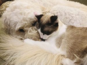 Ultra sweet himalayan siamese mix cat for adoption in park ridge illinois – meet cat-cat
