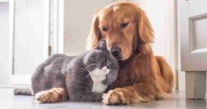 Photo of a cute golden retriever dog and a gray and white cat cuddling to emphasize the pets for adoption near you theme.