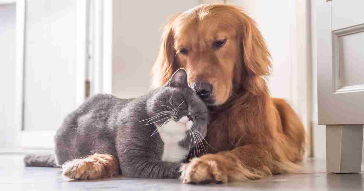 Photo of a cute golden retriever dog and a gray and white cat cuddling.