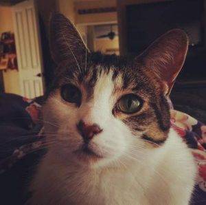 Adopted! Tabby tuxedo cat  encinitas ca – 8 yo female  sweet sano