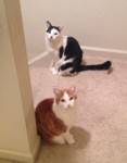 Bonded Male Cats For Adoption in San Francisco