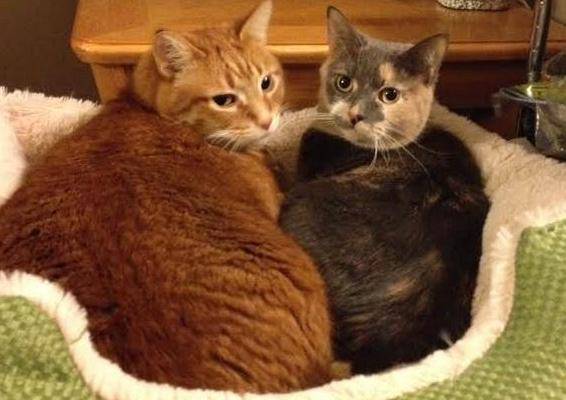 Rehomed together! Michigan cat rehoming success story – bowser and picachu