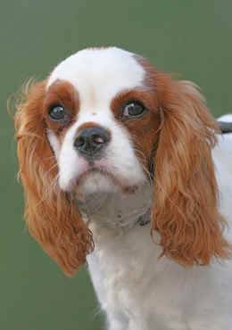 king charles for rehoming