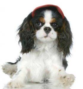 Cavalier king charles spaniel adoption & rehoming services