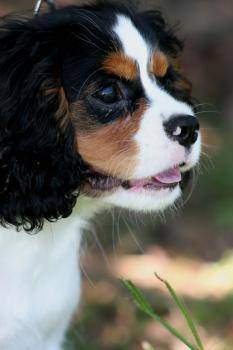 Cute cavalier king charles spaniel puppy