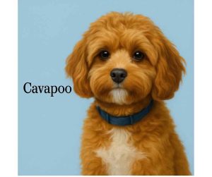Photo of a gold and white cavapoo puppy for adoption