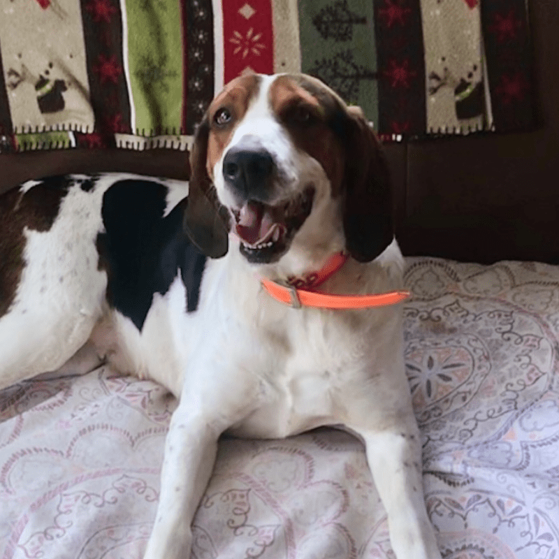 are treeing walker coonhound hypoallergenic