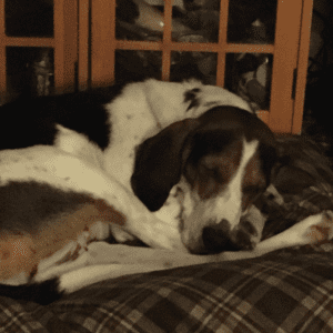 Sweet treeing walker coonhound for adoption in rehoboth ma - supplies included - adopt chaga