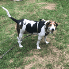 Sweet Treeing Walker Coonhound For Adoption In Rehoboth MA - Supplies Included - Adopt Chaga