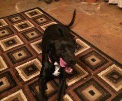 Photo Charlie black lab mix dog for adoption crosby texas