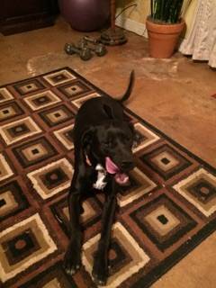 charlie black lab mix dog for adoption crosby texas