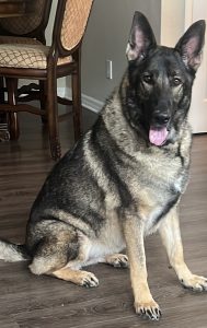 german shepherd dog for adoption in tampa fl Photo german shepherd dog for adoption in tampa fl
