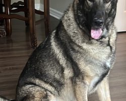 German shepherd dog for adoption in tampa fl
