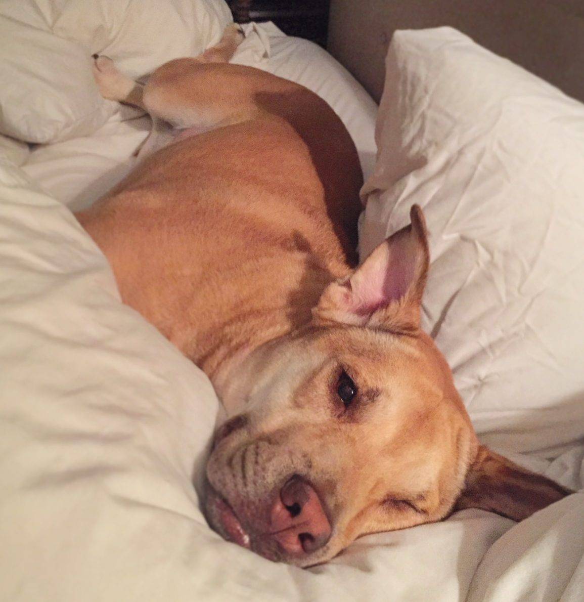 REHOMED – LOLA – Yellow Labrador Retriever Shar Pei Mix Dog in Chicago IL