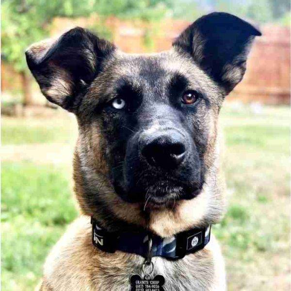 Obedience Trained Belgian Malinois Siberian Husky Mix For Adoption in ...