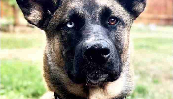 Obedience Trained Belgian Malinois Siberian Husky Mix For Adoption In Alameda CA – Supplies Included – Adopt Chief Fairman