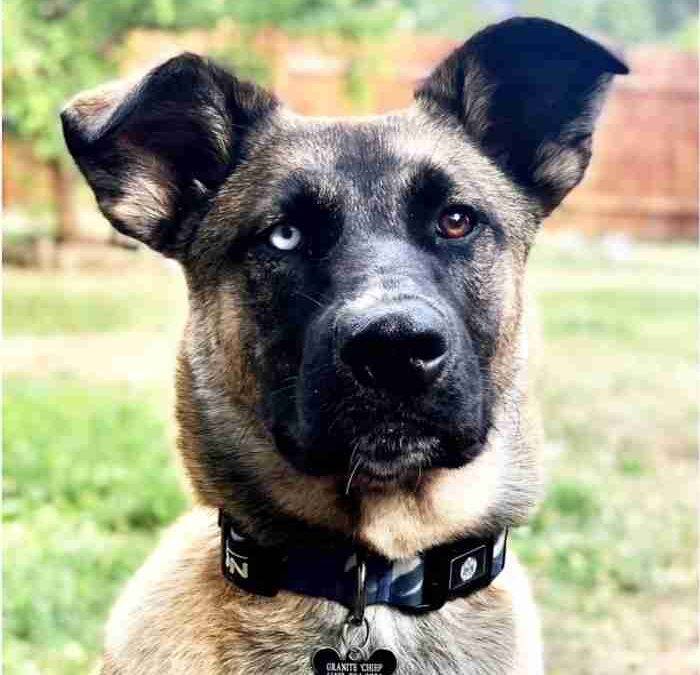 Obedience trained belgian malinois siberian husky mix for adoption in alameda ca – supplies included – adopt chief fairman