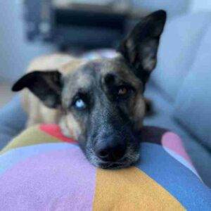 Belgian malinois siberian husky mix for adoption alameda ca adopt chief