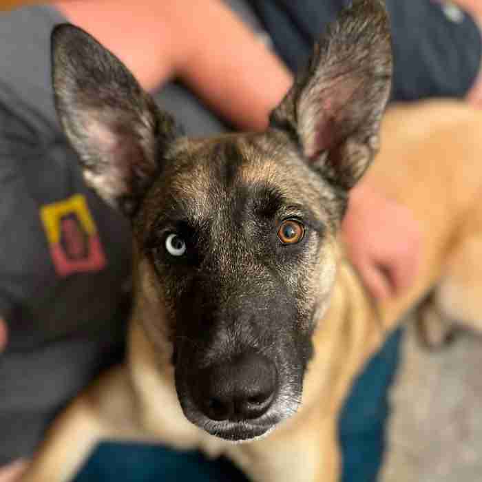 Obedience Trained Belgian Malinois Siberian Husky Mix For Adoption in Alameda CA Supplies