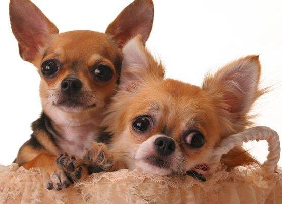 FOSTERED   Rosie and Milo – Adorable Chihuahua Sisters  – Brentwood Tennessee