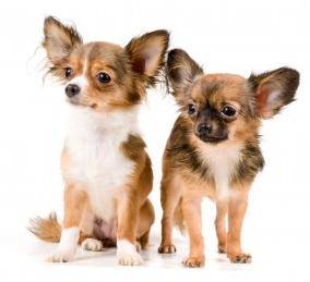 Chihuahuas For Adoption Near You – Rehome Adopt a Chihuahua Dog or Puppy