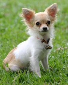 Chihuahua dog breed information guide