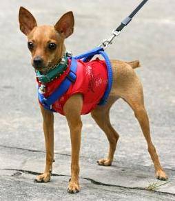 Chihuahua dog breed information guide