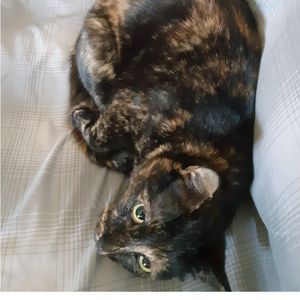 Tortoiseshell cat for adoption in willows ca adopt chloe