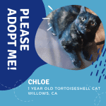 Tortoiseshell Cat For Adoption In Willows CA Adopt Chloe