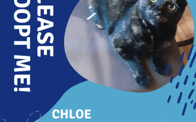 Pretty Tortoiseshell Cat For Adoption in Willows CA – Supplies Included – Adopt Chloe