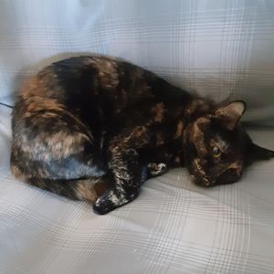 Tortoiseshell Cat for Adoption in Willows CA Adopt Chloe