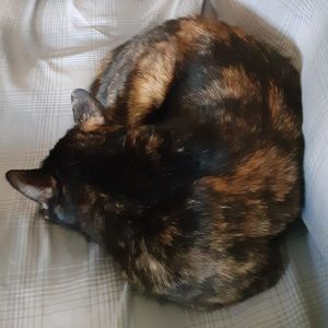 Tortoiseshell cat for adoption in willows ca adopt chloe
