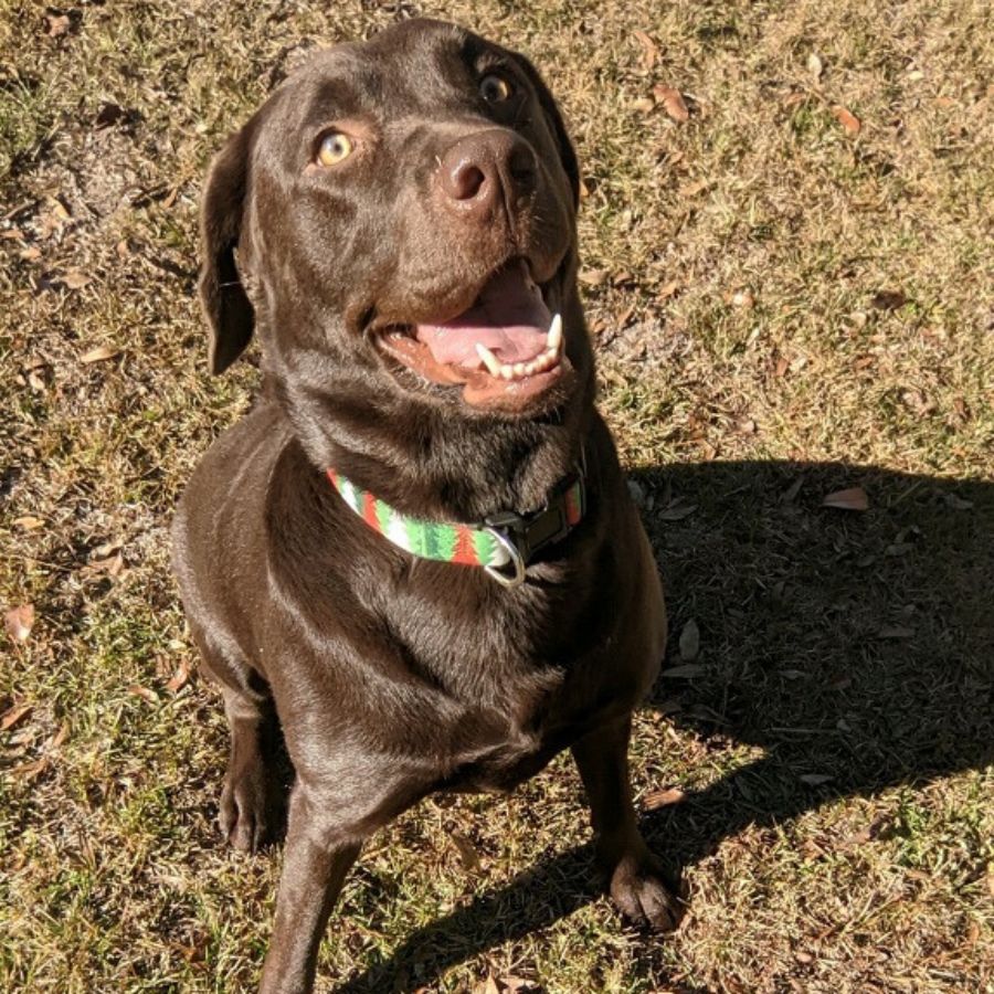 Chocolate Labrador Retriever Adoption Valrico Florida