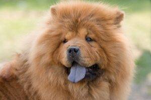 chow chow for adoption near me