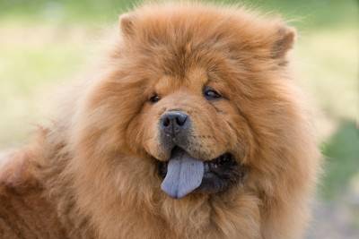 Rehome a chow chow