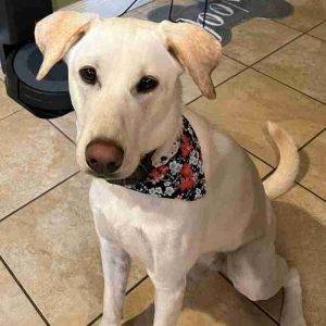Labrador retriever greyhound mix (greyador) for adoption in aberdeen (matawan) nj – supplies included – adopt clementine