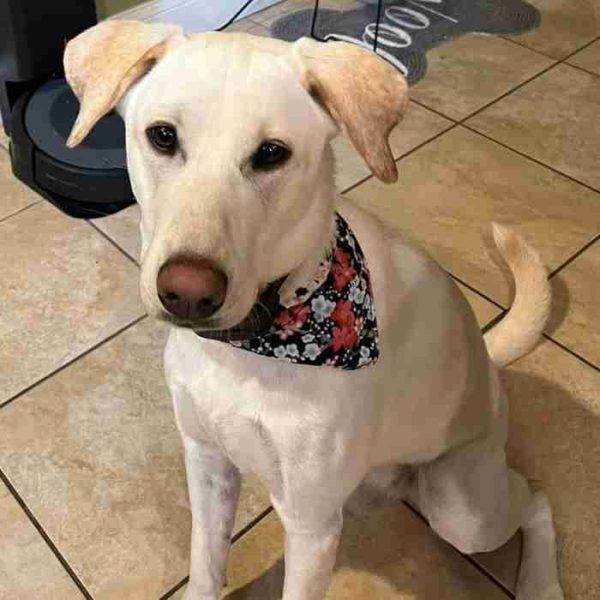 Labrador Retriever Greyhound Mix (Greyador) For Adoption in Aberdeen