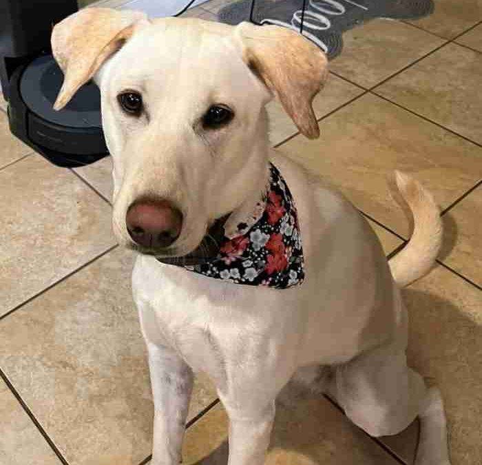 Labrador retriever greyhound mix (greyador) for adoption in aberdeen (matawan) nj – supplies included – adopt clementine