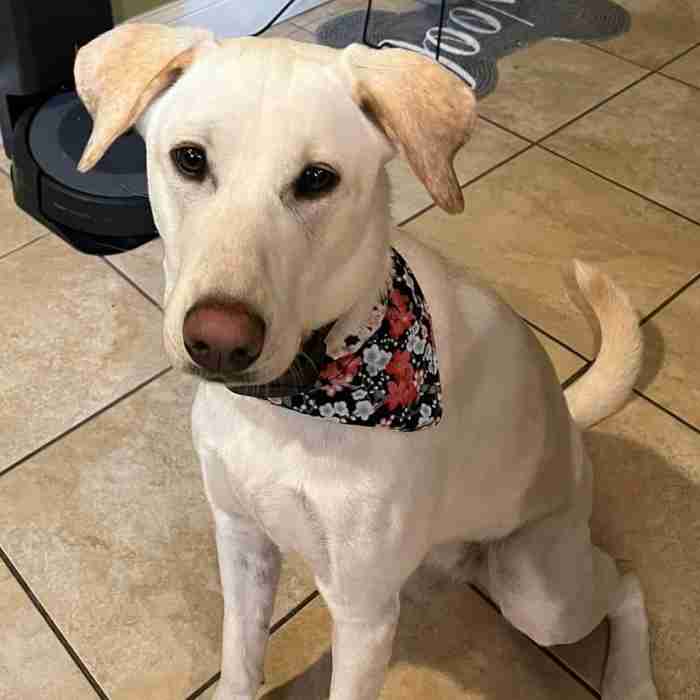 Labrador Retriever Greyhound Mix (Greyador) Adoption in Aberdeen NJ Adopt Clementine