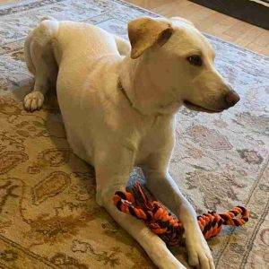 Labrador retriever greyhound mix (greyador) adoption in aberdeen nj adopt clementine