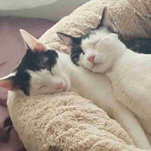 Bonded bi-color cat sisters for adoption in mississauga ontario – supplies included – adopt clover & violet
