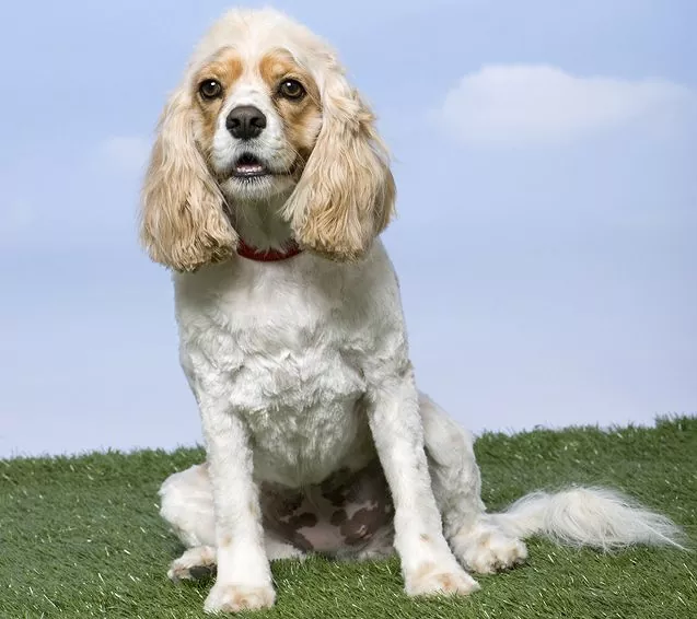 cockalear dog photo
