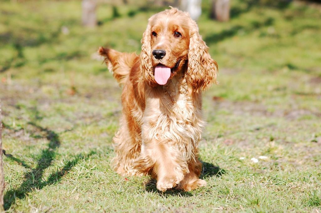 cocker retriever dog photo