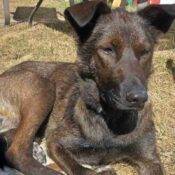 Collie Mix Adoption Calgary AB