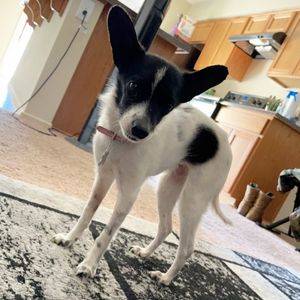 Cookie jack chi (chihuahua jrt jack russell terrier mix) for adoption in yuma arizona