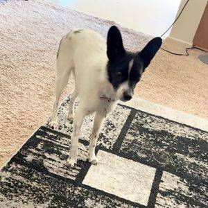 Jack chi (jack russell terrier x chihuahua mix) dog for adoption in yuma az – supplies included – adopt cookie